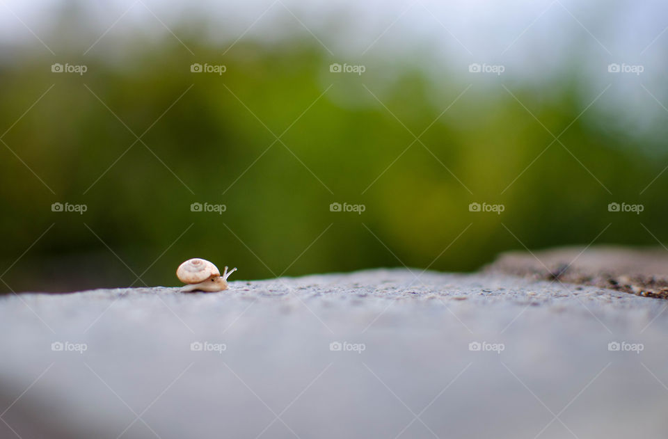 A tiny snail is walking after rain