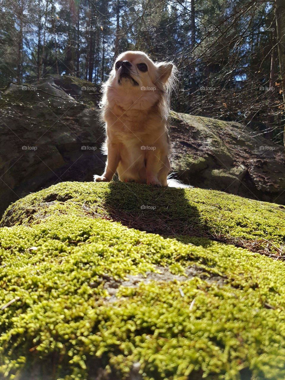 chihuahua Benni 😍