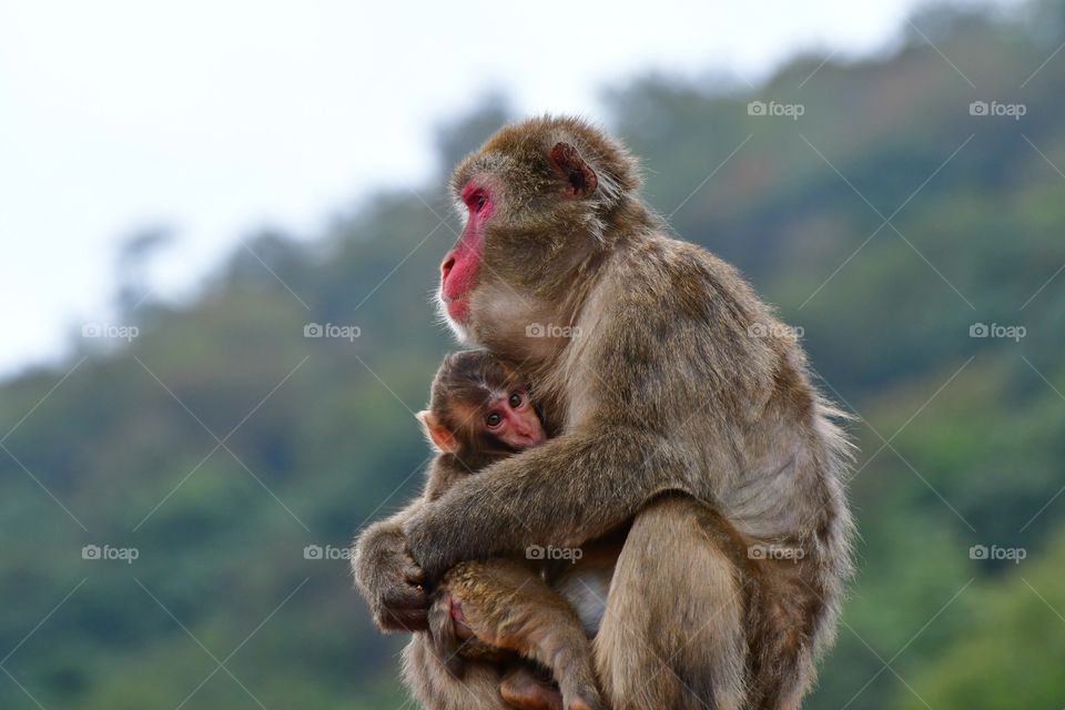 Japanese macaque with tiny baby