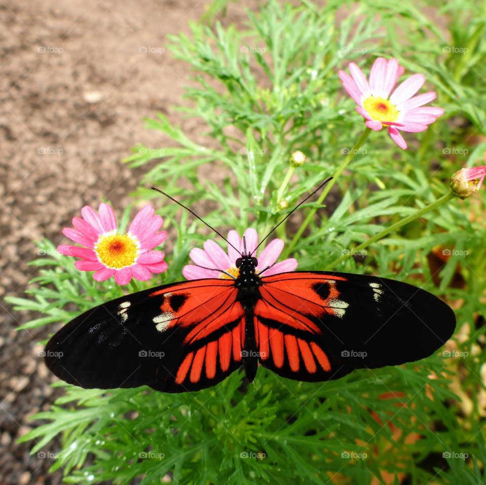 Red butterfly