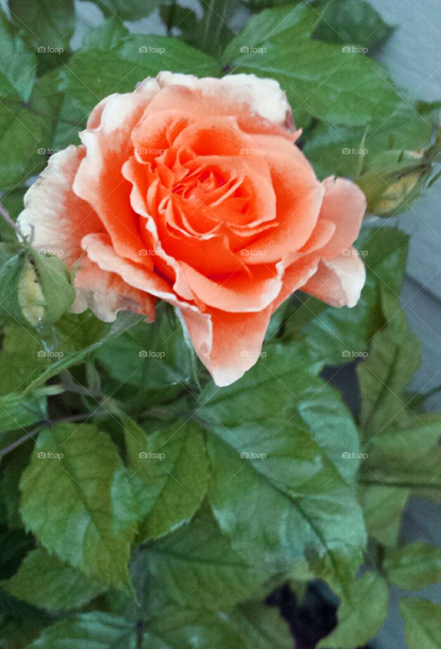 Rose in the Garden