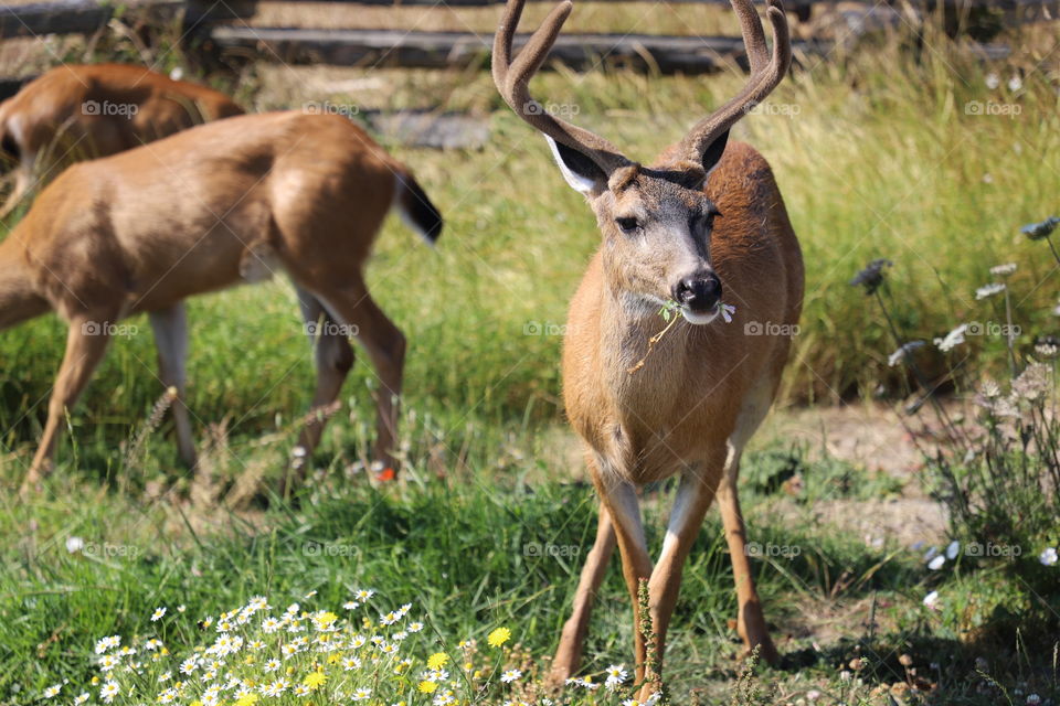 Deers on the field , focus on the one in front with antlers and flowers in the mouth