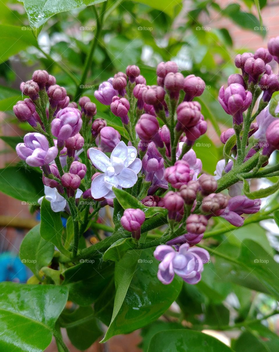 flieder lila Duft grün frühling spring purple flower Blüte blühen