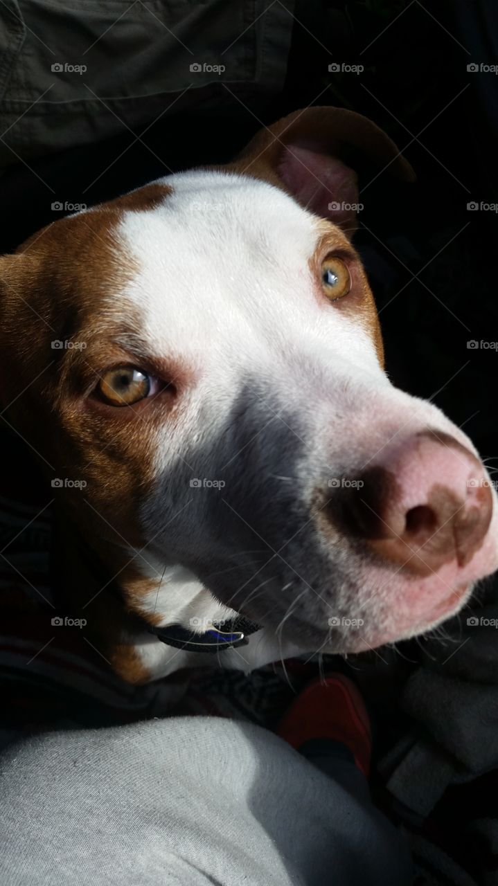 doggy portrait