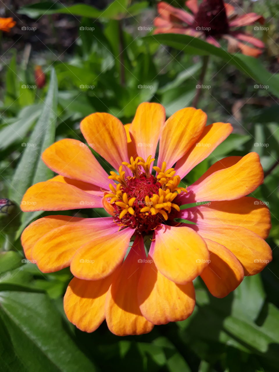 Orangesun flower