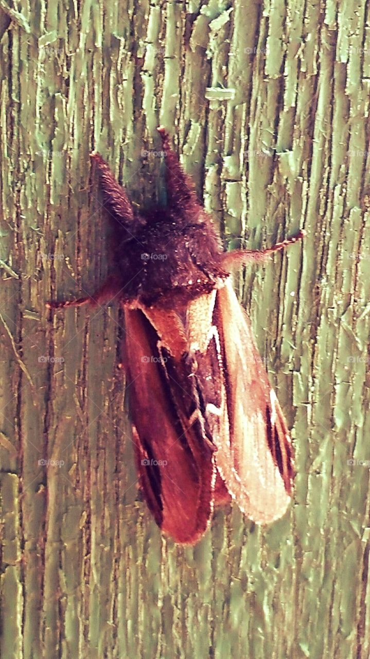 Moth on Door