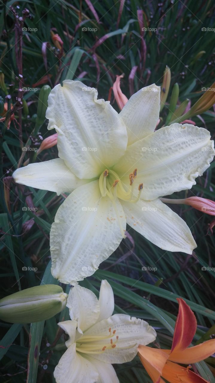 The Lily. Summer Garden