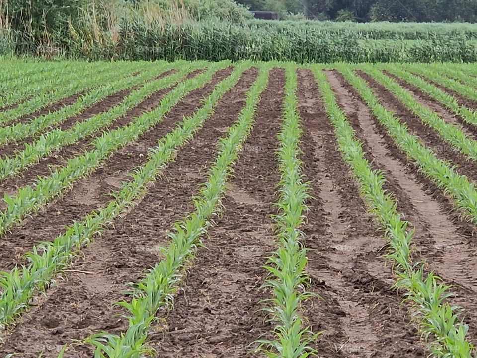 multiverse by foap mission green.