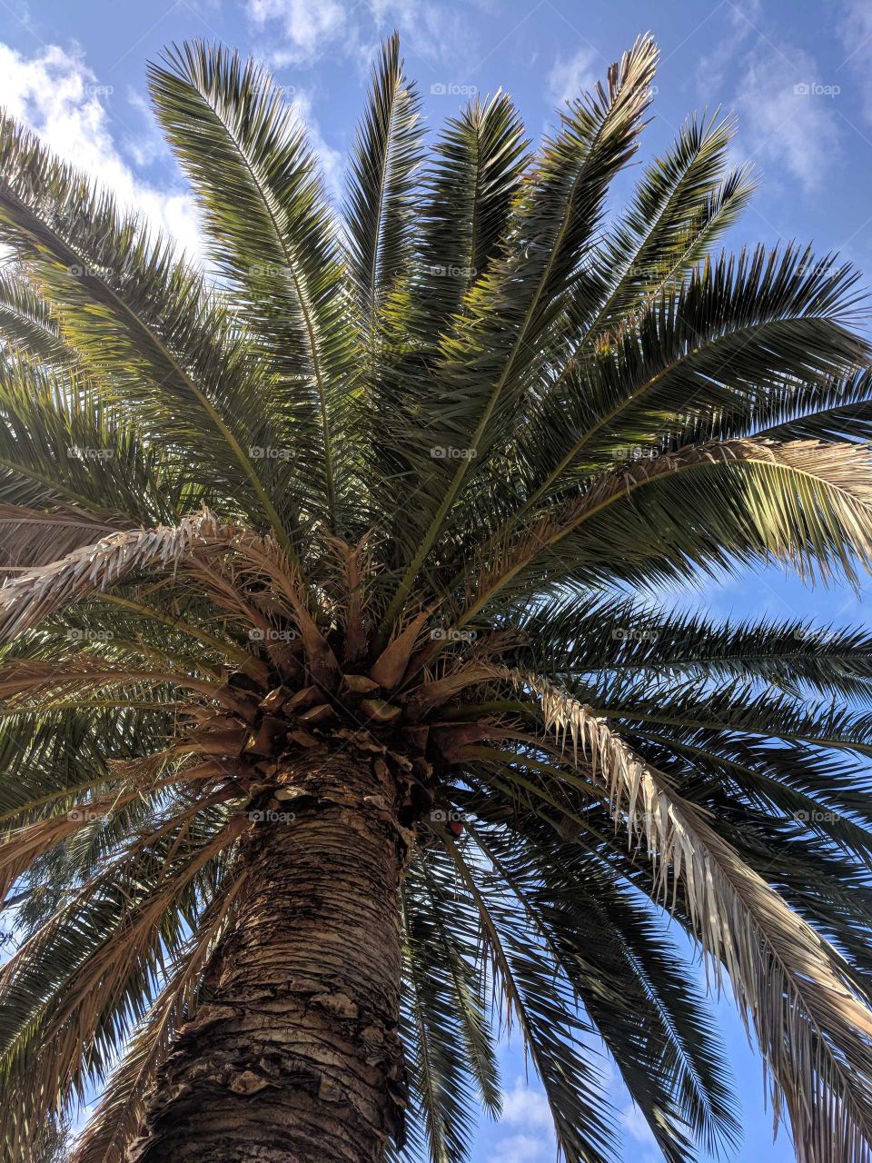 palm tree standing in tranquility