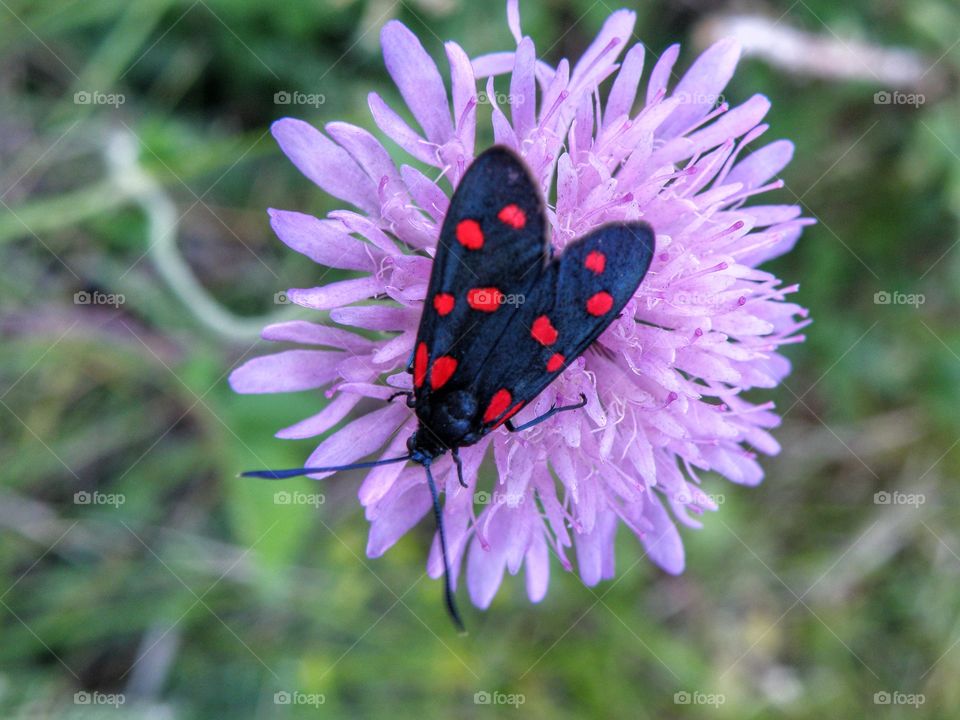 Butterfly on flower