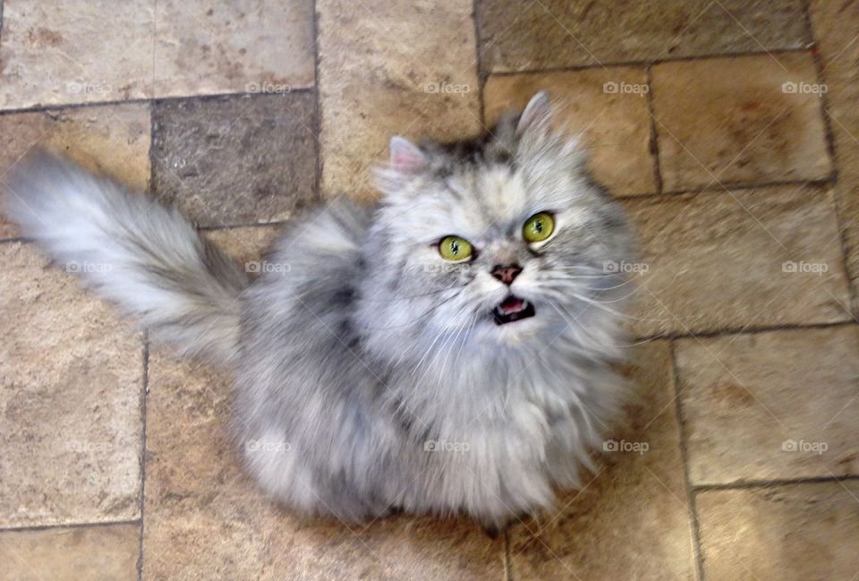 Persian saying "meow"