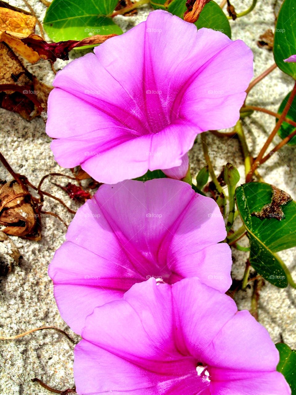 Beautiful pink flowers on the beach 