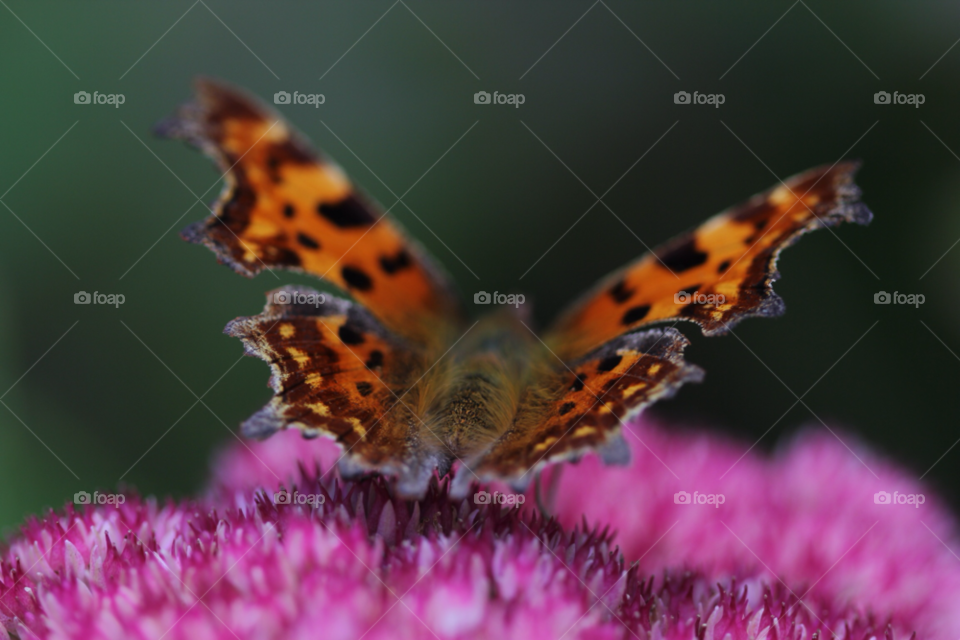 butterfly insect fauna sedum by zac1