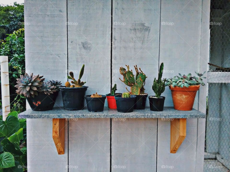 Estmadas plantinhas.