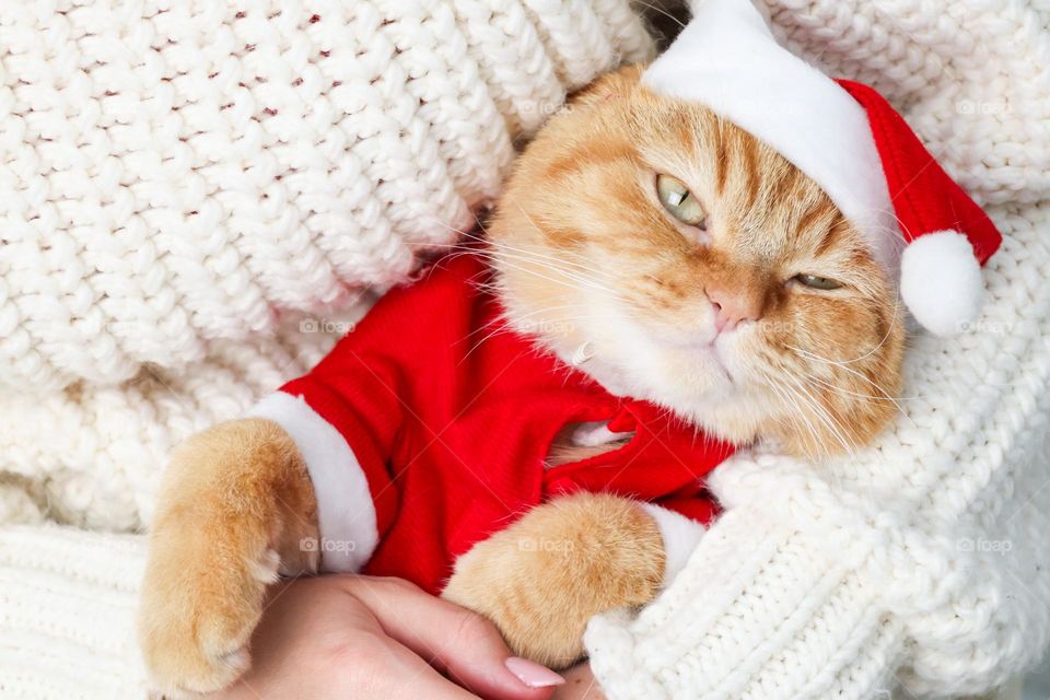 A beautiful red thoroughbred cat in a Santa Claus costume with a satisfied look at the camera sits in the arms of his young mistress in a white coarse knitted sweater, top view close-up.