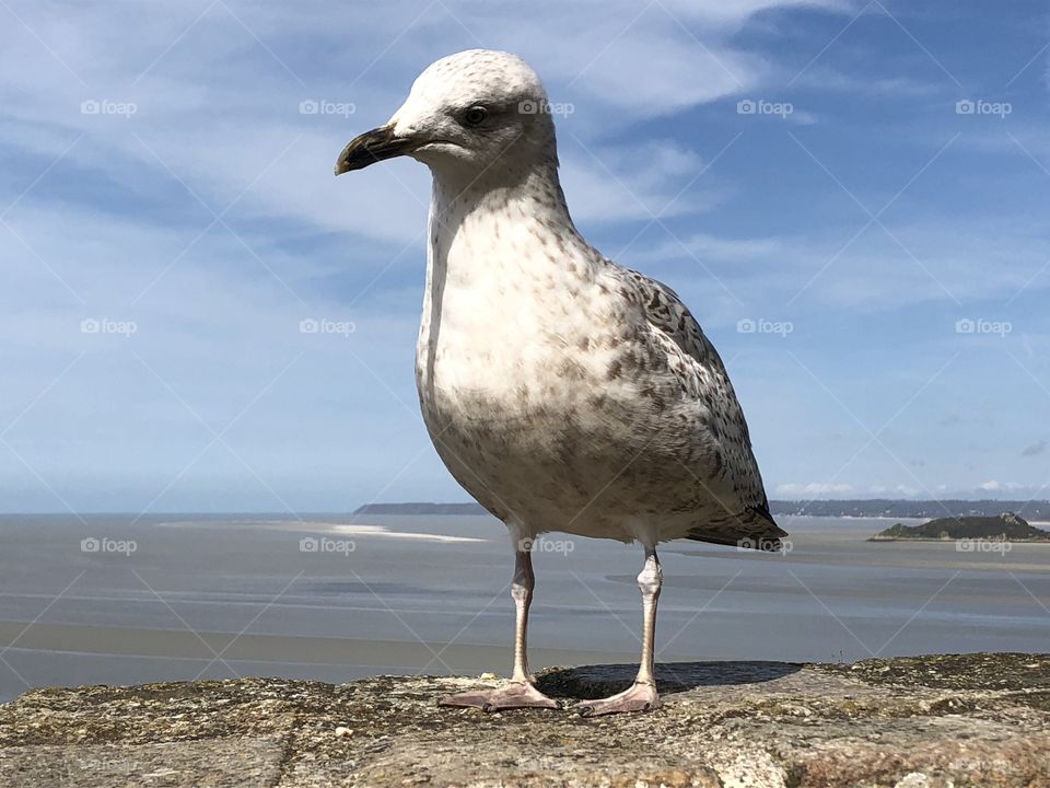 Standing seagull 