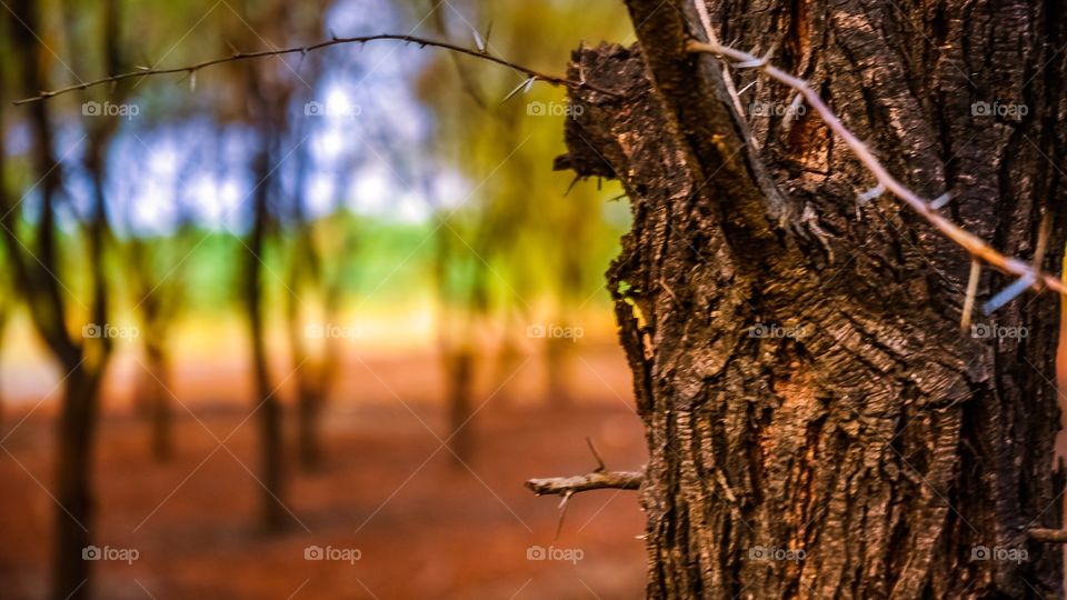 Extreme close-up of tree trunk