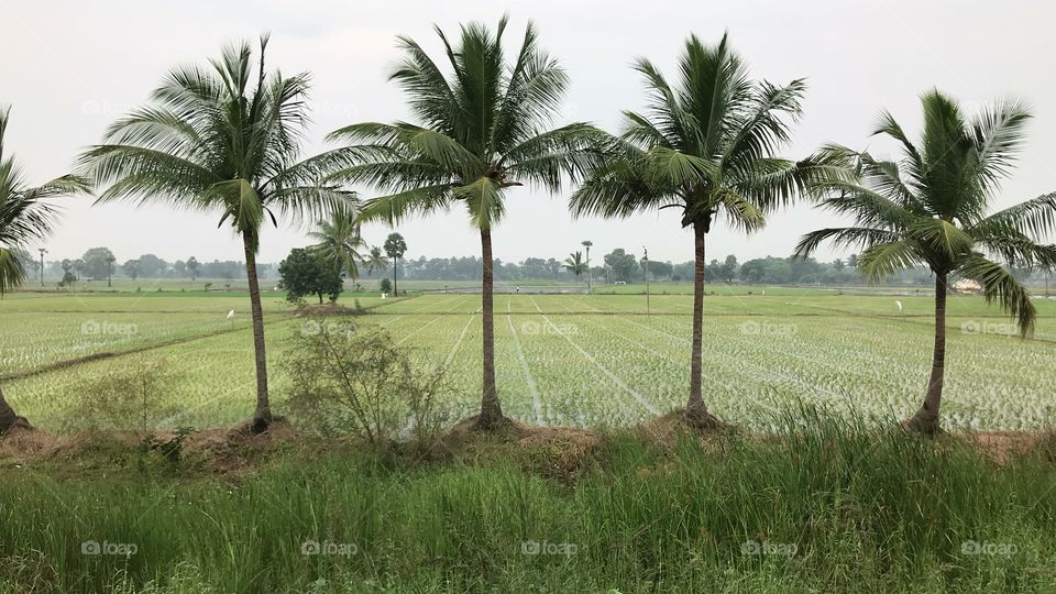 Fields and coconut trees