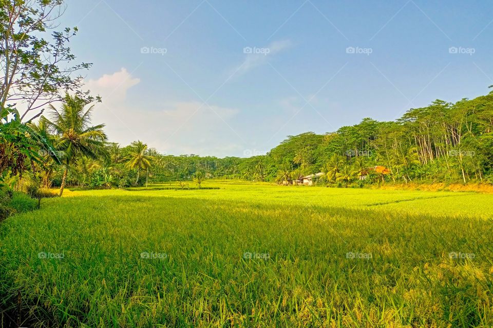 rice fields
