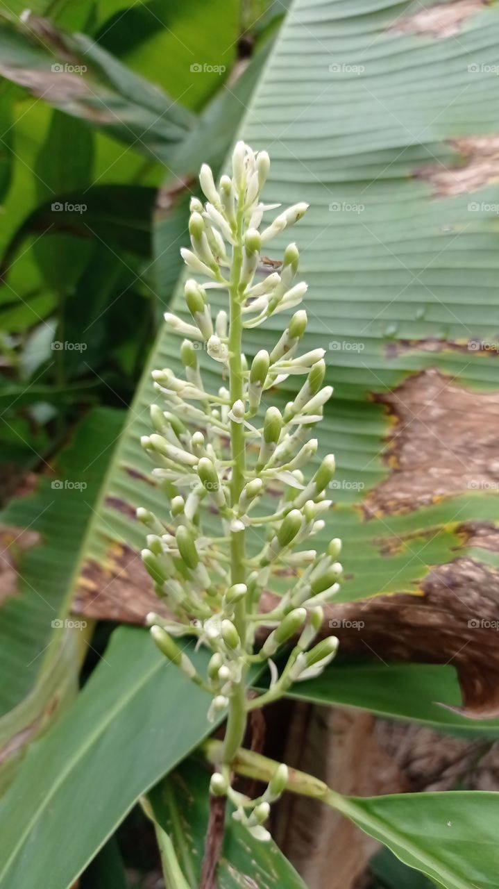 Herbal plants, useful for traditional medicine ..