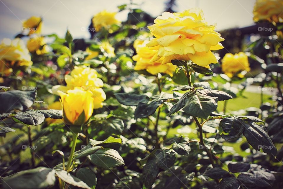 Big yellow roses