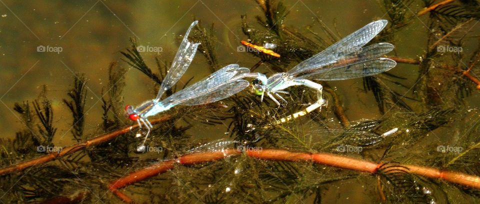 Japanese garden in Wroclaw city