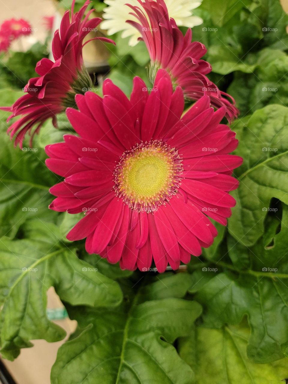 red and yellow flowers on green