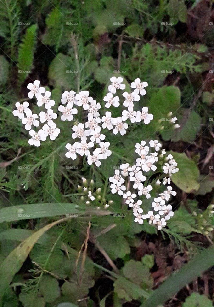 wild yarrow