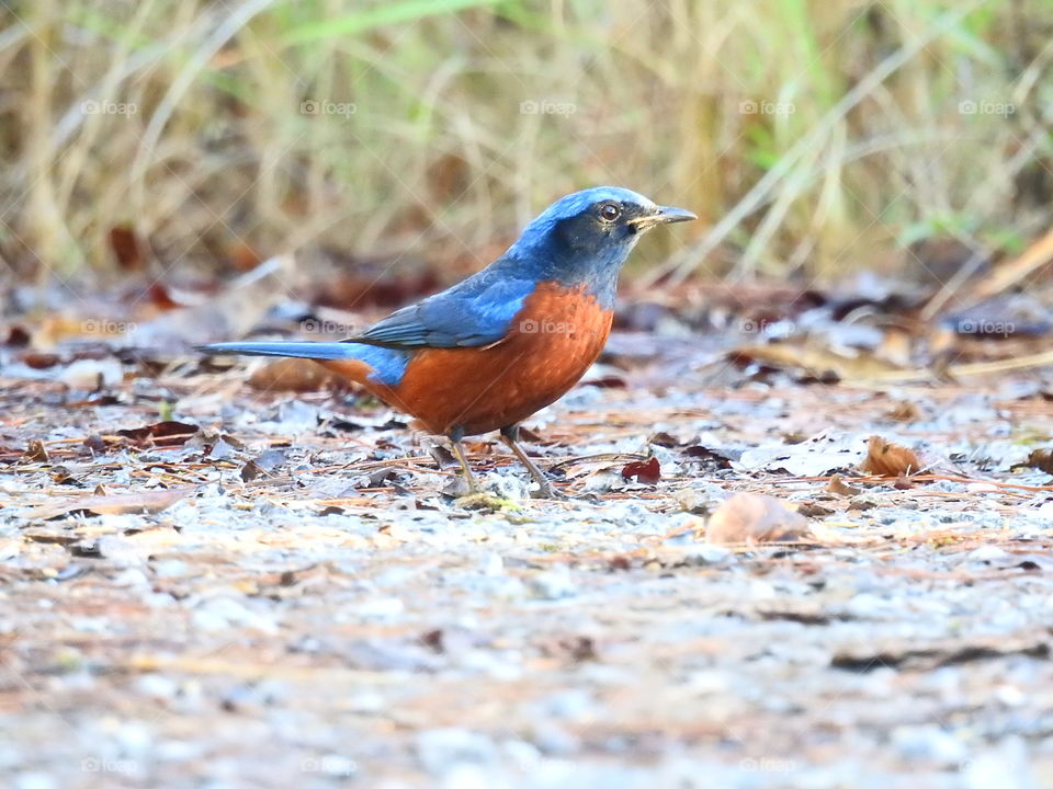 Wilde bird in pure nature of the both Thailand