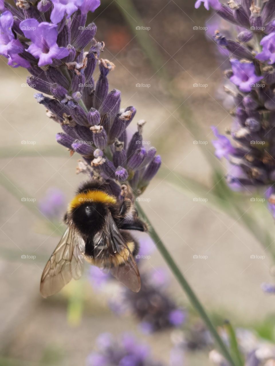 bee on lavender flower