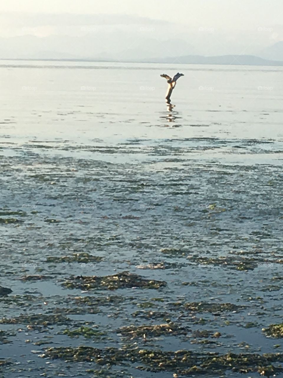 Water, No Person, Beach, Sea, Ocean