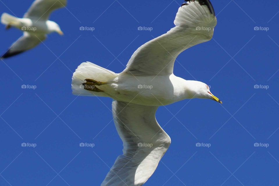 Seagull flying away