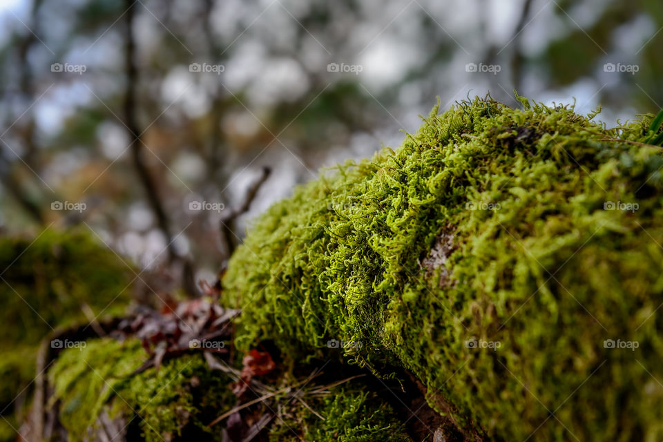 Moss growing on fallen tree trunk