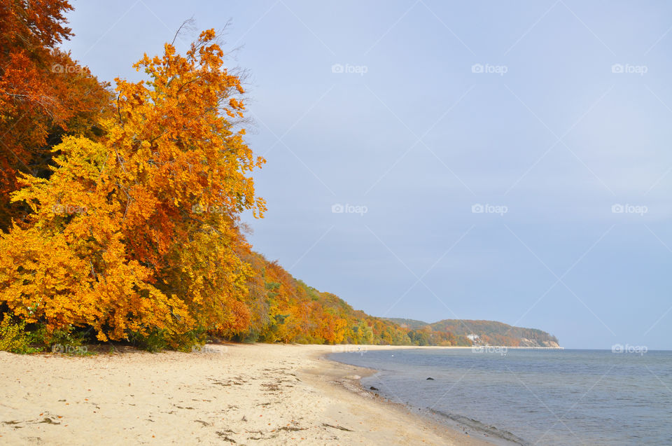Autumn trees at the Baltic Sea