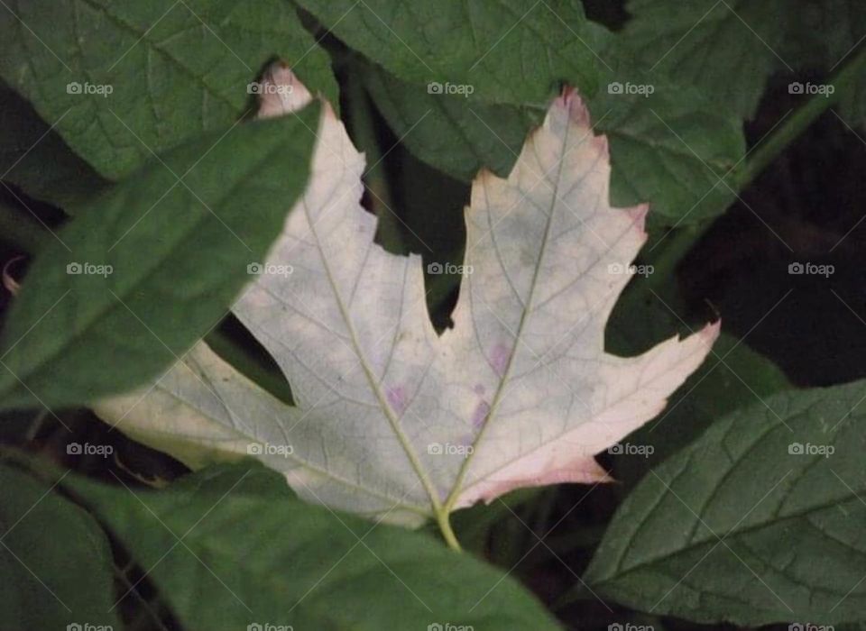 One leaf is not like the others