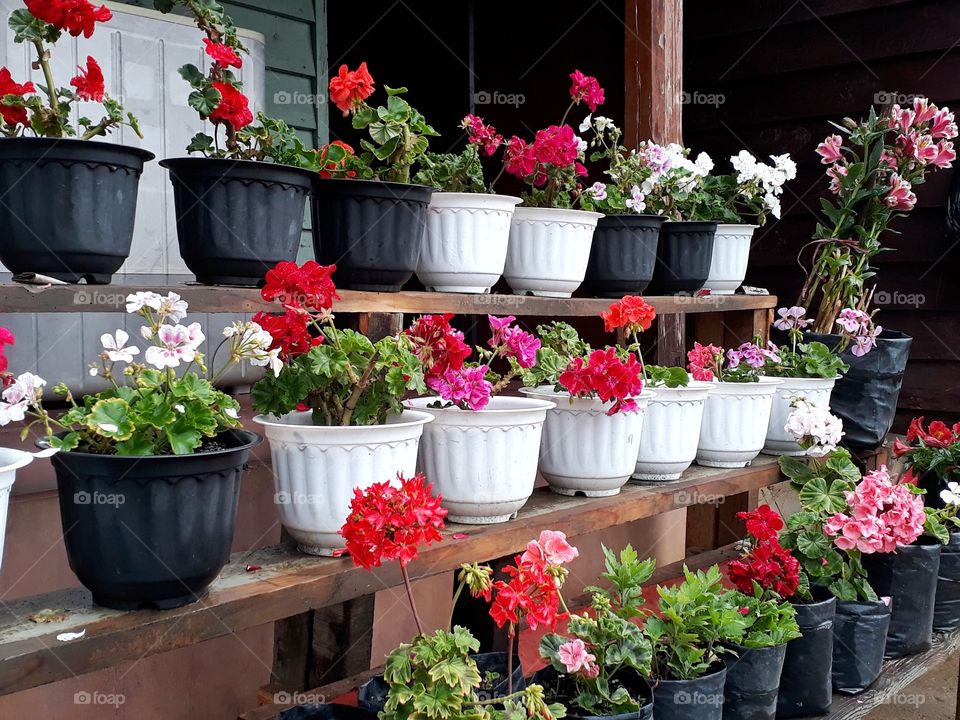 Here comes my flower collection this spring time