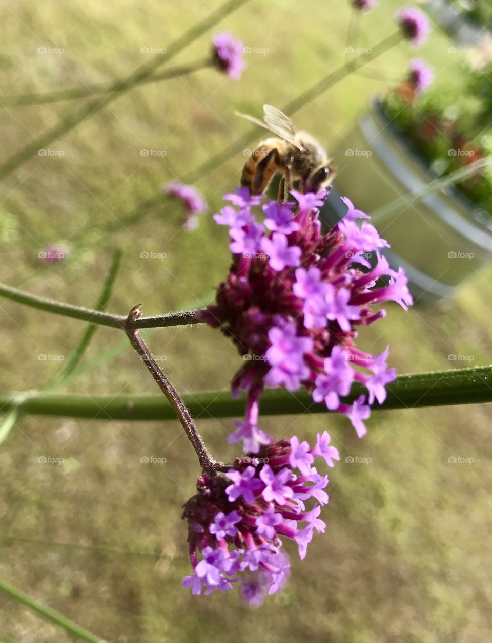 Purple Flower with Bee