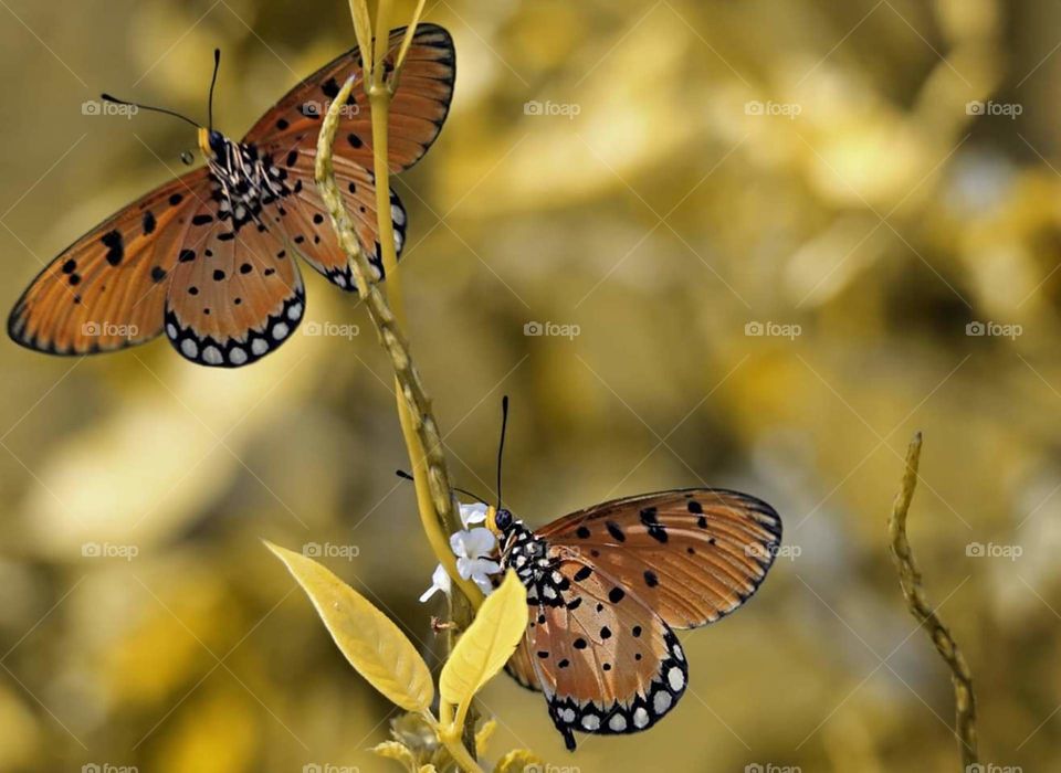 obrolan kupu-kupu
animals from indonesia
binatang dari indonesia
