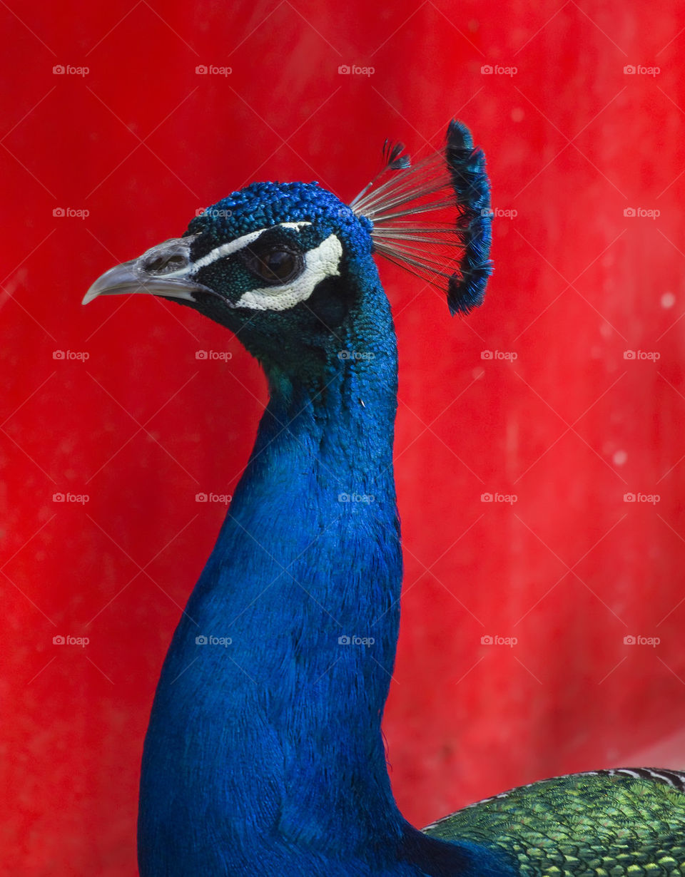 Peacock