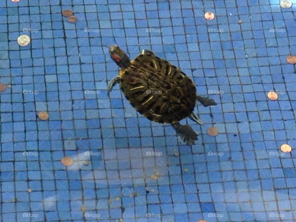 Turtle