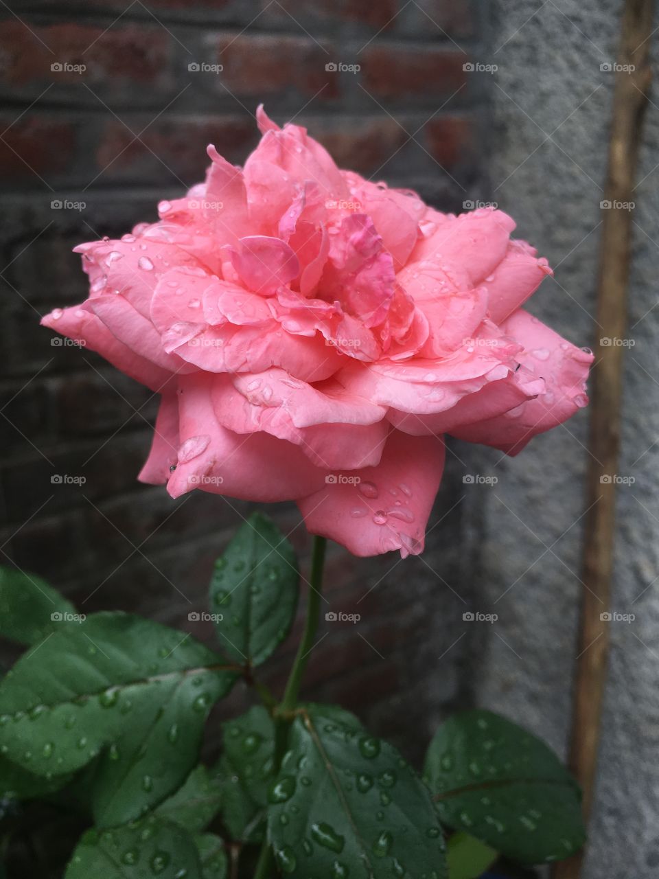 Rainy rose 