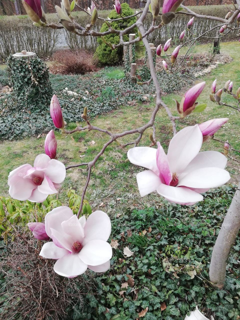 Magnolien - spring vibes