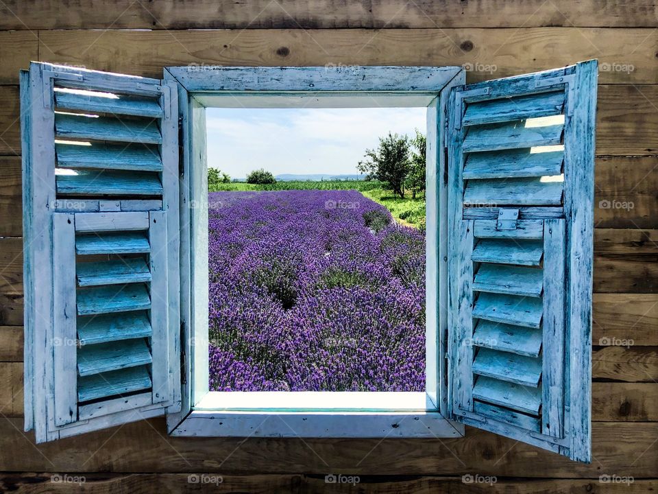 Window and lavender 