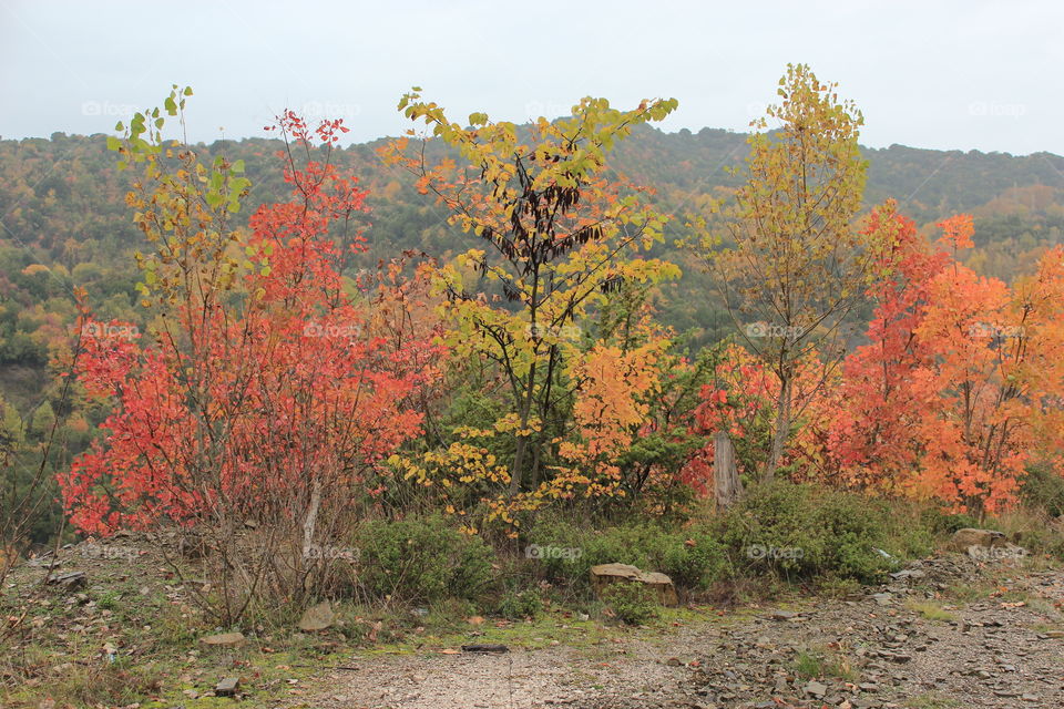 Autumn colors