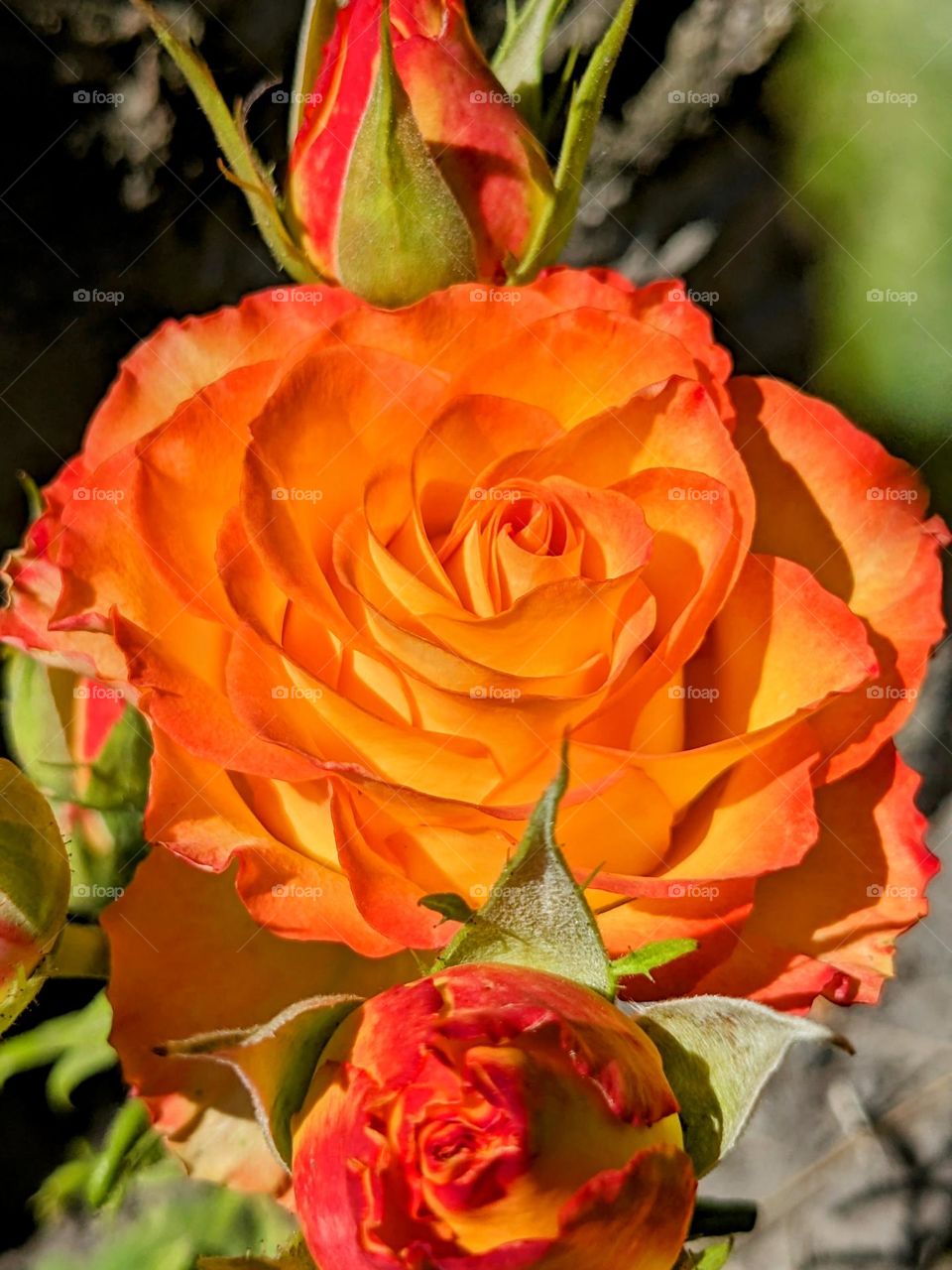 Orange rose