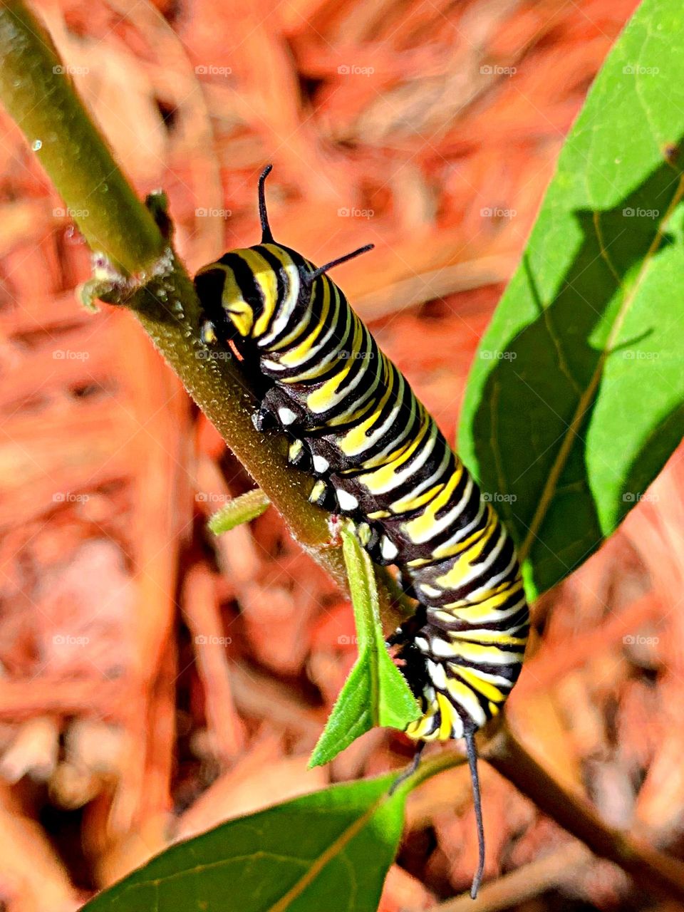 This is spring - Look what the Monarch butterfly left on my milkweed plant today - a monarch larvae 