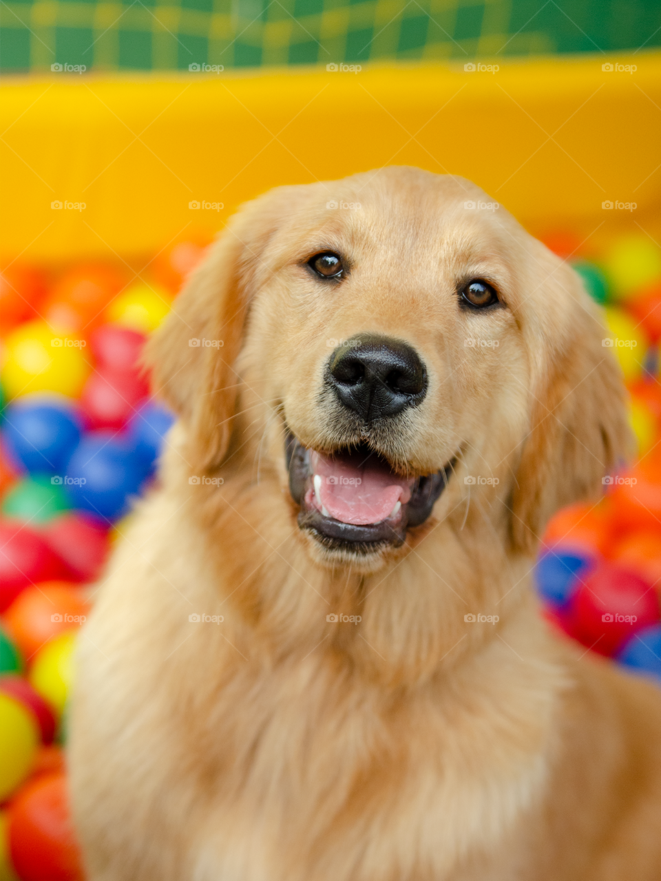 Golden retriever in a colorful background