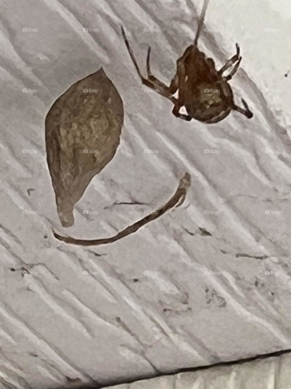 Parasteatoda tepidariorum