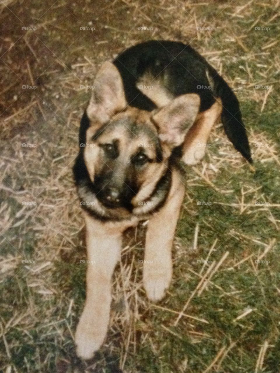 I took this photo of my German Shepherd puppy from my childhood.