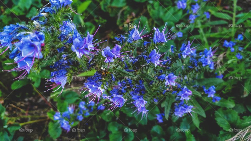 blue flowers